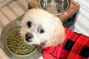 Maltipoo eating from slow feeder dog bowl