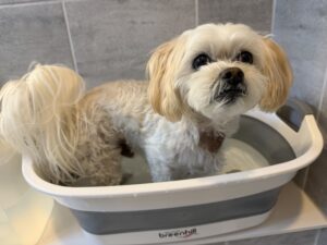 Small Maltipoo standing in collapsible dog bathtub