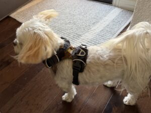 Small dog wearing padded dog walking harness