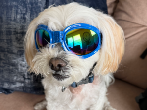 Clifford the Maltipoo wearing blue dog goggles to protect his eyes during bike rides.