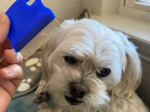 Maltipoo having tear stains gently combed near the eye